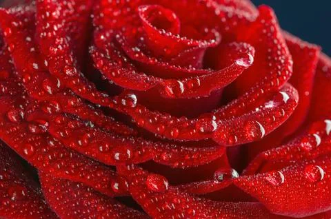 Macro of red rose Stock Photos