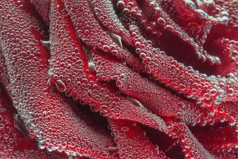 Macro of red rose Stock Photos