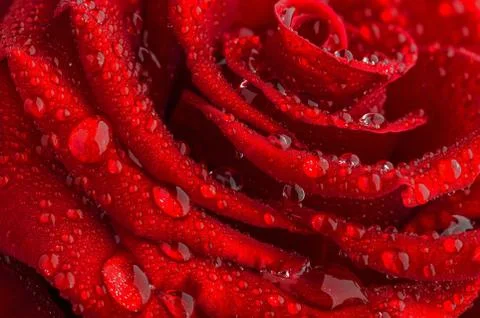 Macro of red rose Stock Photos