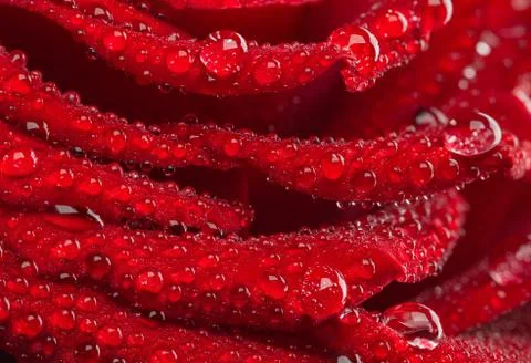 Macro of red rose Stock Photos
