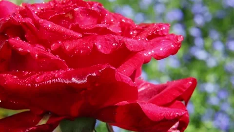 Macro of red rose with water drops shining in light Stock Footage 317132138