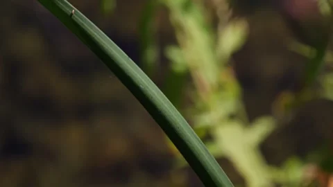 Macro of a red scarlet dragonfly perched on a green reed, take off and land.. 스톡 동영상 342737561