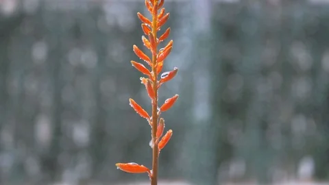 Macro of red spiky aloe vera cactus flower raining and dripping in slow motion Stock Footage 128541046