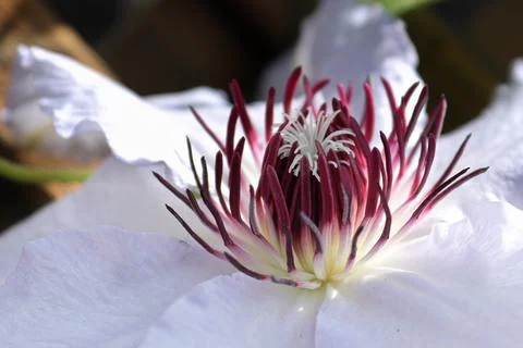 Macro of red stigma and stamen on a white clematis Stock Photos