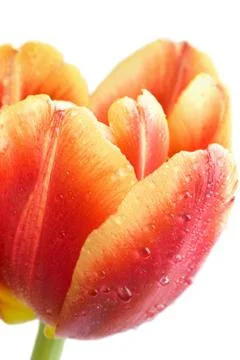 Macro of red tulip Stock Photos