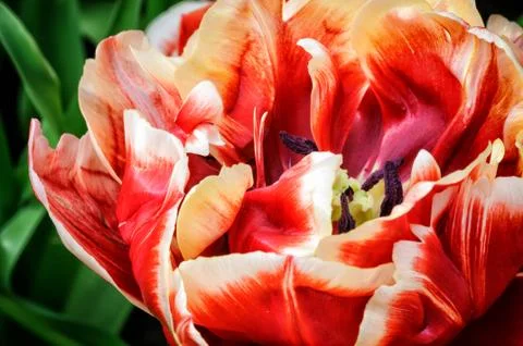 Macro of red tulip Stock Photos