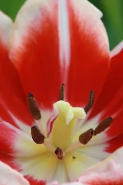 Macro red tulip pollen Stock Photos