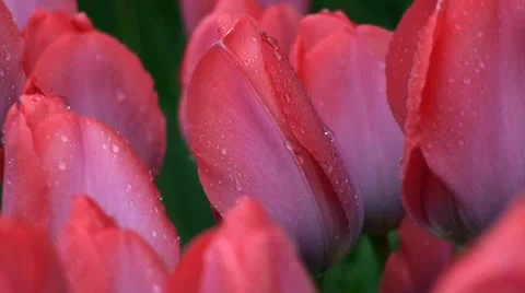 Macro of red tulips in rain Vidéo gratuite 10957624