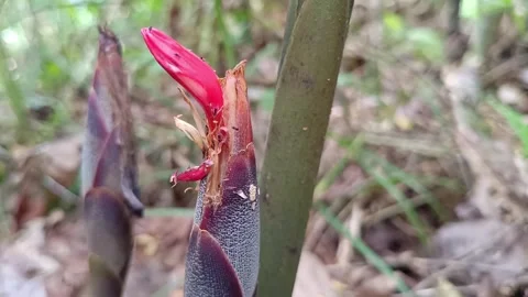 Macro of Red Wild Ginger Flower Bud in Tropical Forest Видео 332030168