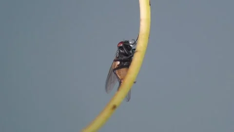 Macro Of A Redigesting Housefly With A Water Drop Coming Out Of Its Sucker Stock-Footage 281463173