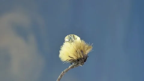 Macro. Reflection in a drop on a dandelion, zooming. 스톡 동영상 151423920