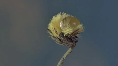 Macro. Reflection in a drop on a rotating dandelion. Vídeos de archivo 151423869