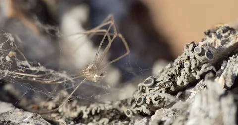 Macro. Remains of a spider in a web and lichen of a Lecanora on birch bark. Stock-Footage 237335258