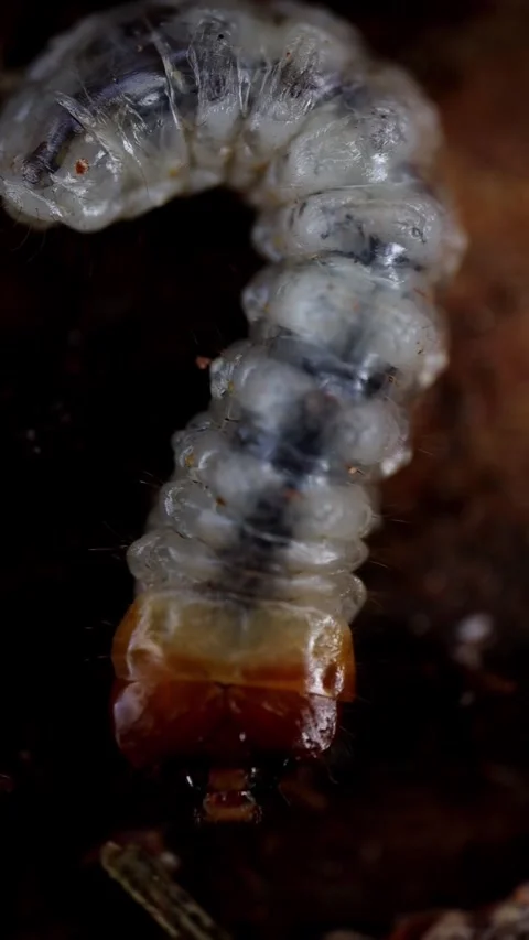 Macro of Rhagium Inquisitor Larva Under Pine Bark Video stock 340037313