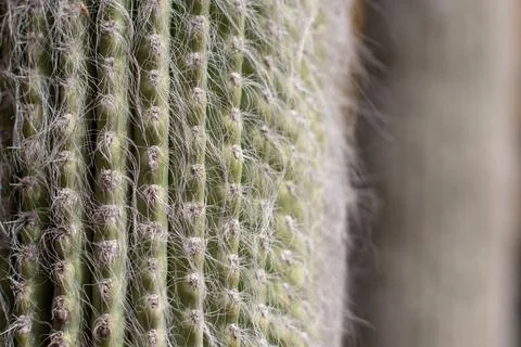 Macro ribbed cactus texture with soft fibers and natural patterns Foto stock