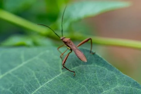 Macro of Rice Ear Bug Leptocorisa Oratorius on Green Leaf Stock Photos
