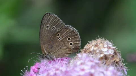 Macro of Ringlet Butterfly on Spiraea bush Vídeos de archivo 41887390