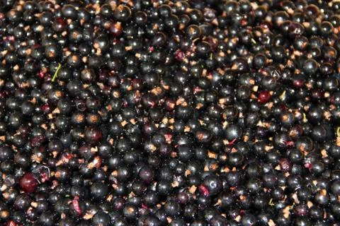 Macro of ripe black currant. Texture from collected berries of black currant Stock Photos