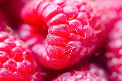 Macro of ripe red raspberry. Food background. Close-up. Foto stock