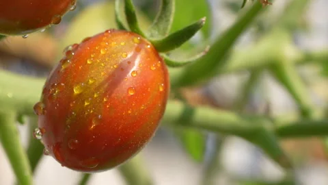 Macro Ripening Chocolate Cherry Tomato with Glistening Dew Drops Stock Footage 327957675