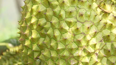 Macro Ripening Durian Skin Texture Under Sunlight Stock Footage 333838985