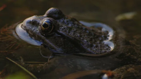 Macro, River Frog Sits in Water Near shore at Sunset Day Stock Footage 157058322