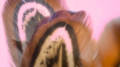 Macro roation colorful feather Stock Footage 127840856