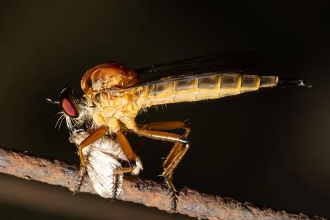 Macro Robber fly on leaf Stock Photos