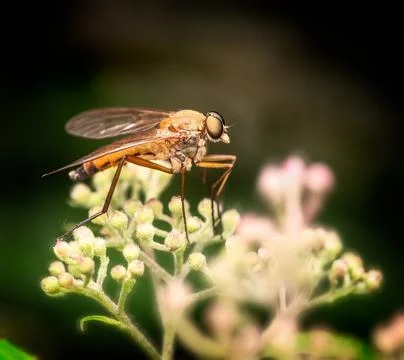 Macro of a robber fly Stock Photos