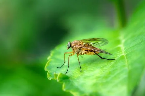 Macro of a robber fly Stock Photos