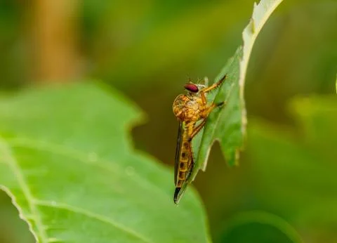 Macro of roberfly on green leaf Stock Photos