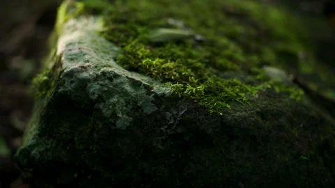 Macro of Rock covered in Moss, Native Rainforest, Australia, QLD, Springbrook Stock Footage 236542564