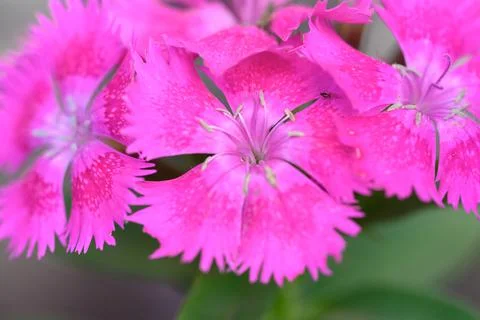 Macro of rose flowers in environment. Macro with sost focus. Stock-Fotos