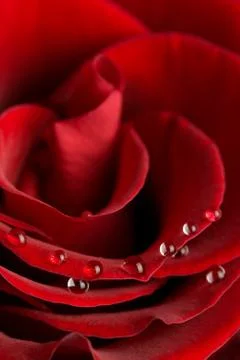 Macro of rose petals Stock Photos