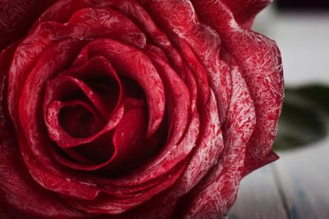 Macro rose Stock Photos