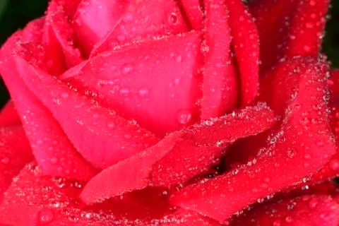 Macro  rose Foto stock