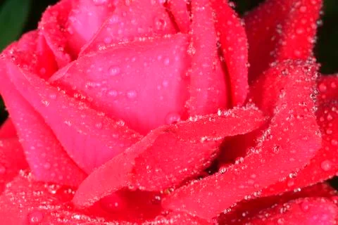 Macro  rose Foto stock