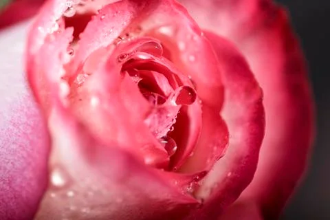 Macro rose Stock Photos