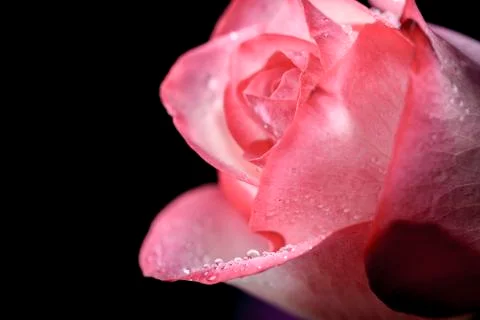 Macro rose Photos