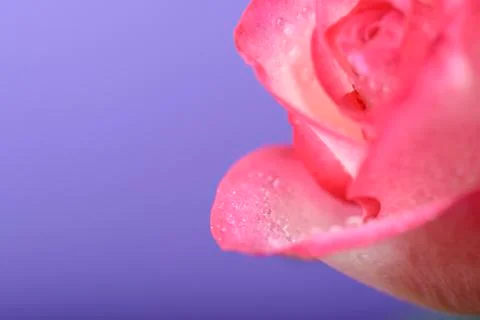 Macro rose Fotos Stock