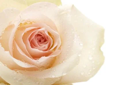 Macro of rose with water drops Stock Photos