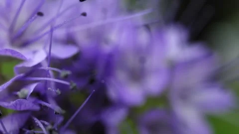 Macro Rotating Shot of Lacy Phacelia Blossoms - 4K Slow Motion Footage Stock Footage 336331623