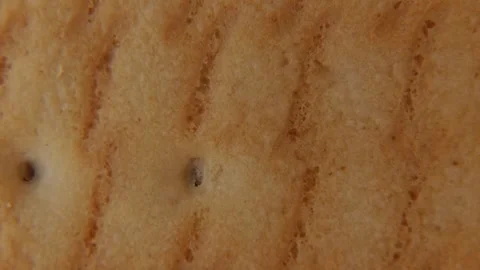 Macro Rotation of Baked Cookie Surface Texture. 库存影片 334675579