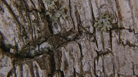 Macro Rotation of Birch Tree Bark Texture. Stockbeeldmateriaal 334674462