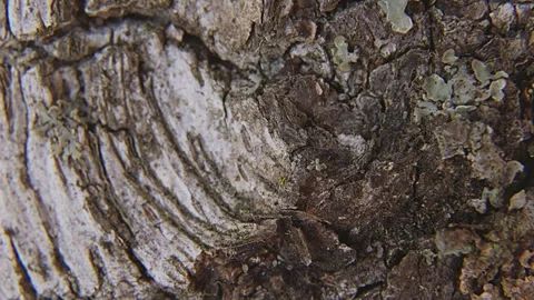 Macro Rotation of Birch Tree Surface Texture. 스톡 동영상 334674534