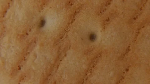 Macro Rotation of Biscuit Texture Surface. 스톡 동영상 334674989