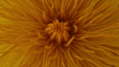 Macro Rotation of Chamomile Flower Center. Stockbeeldmateriaal 334675227