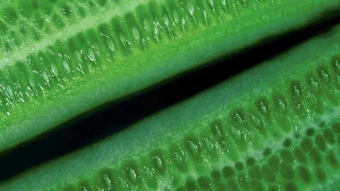 Macro rotation. green cucumbers fresh Stock Footage 103428659