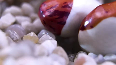 Macro rotation of speckled pinto beans resting on small pebble stones Stock Footage 338127335