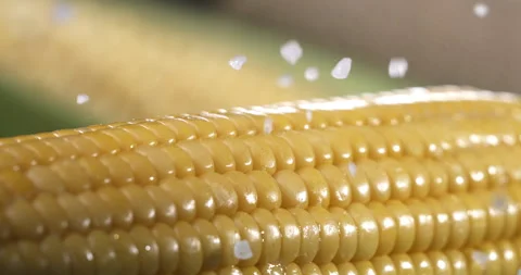 Macro of rough salt falls on boiled bio organic fresh ripe yellow corn maize cob Stock Footage 268409283